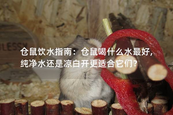 仓鼠饮水指南：仓鼠喝什么水最好,纯净水还是凉白开更适合它们？