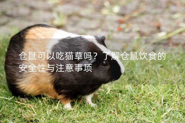 仓鼠可以吃猫草吗？了解仓鼠饮食的安全性与注意事项