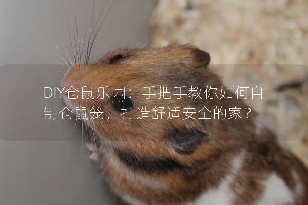 DIY仓鼠乐园：手把手教你如何自制仓鼠笼，打造舒适安全的家？