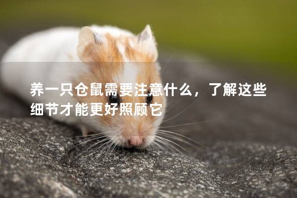 养一只仓鼠需要注意什么，了解这些细节才能更好照顾它