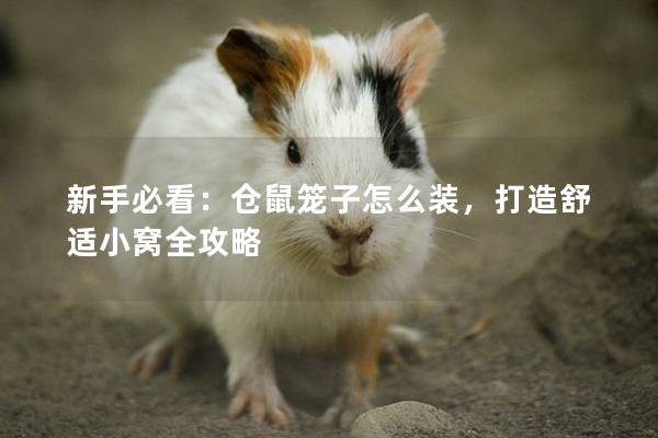 新手必看：仓鼠笼子怎么装，打造舒适小窝全攻略