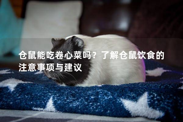 仓鼠能吃卷心菜吗？了解仓鼠饮食的注意事项与建议