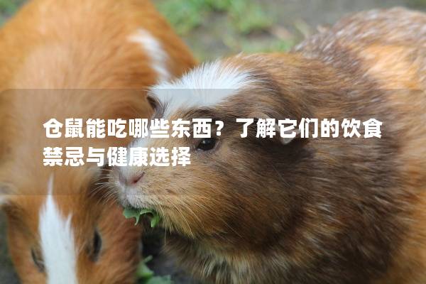 仓鼠能吃哪些东西？了解它们的饮食禁忌与健康选择