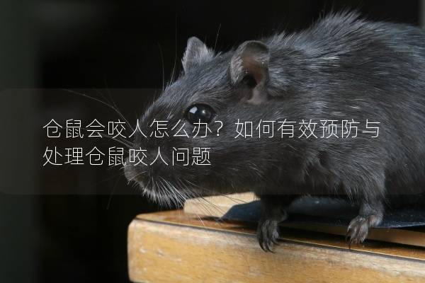 仓鼠会咬人怎么办？如何有效预防与处理仓鼠咬人问题