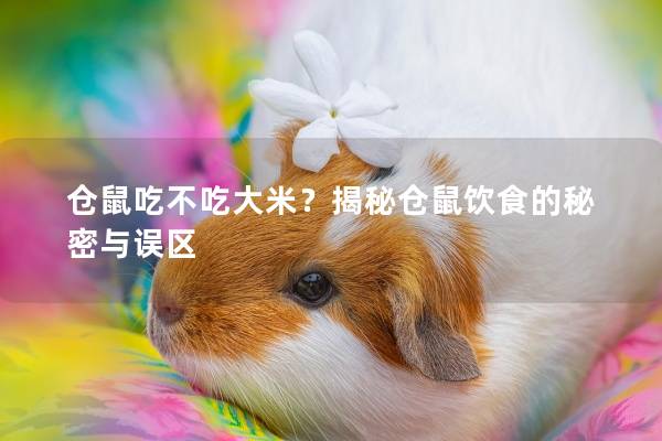 仓鼠吃不吃大米？揭秘仓鼠饮食的秘密与误区