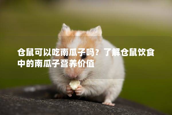 仓鼠可以吃南瓜子吗？了解仓鼠饮食中的南瓜子营养价值