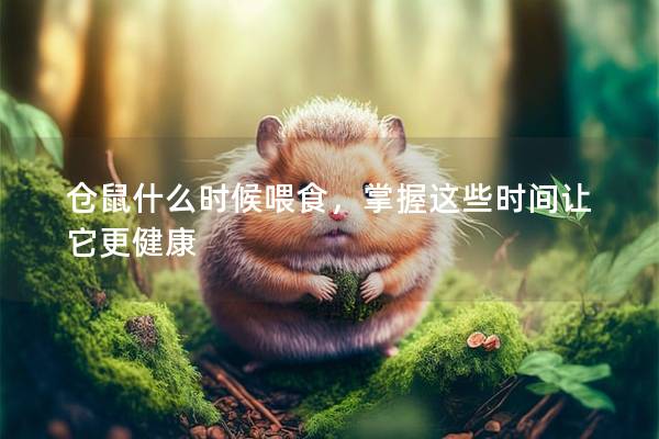仓鼠什么时候喂食，掌握这些时间让它更健康