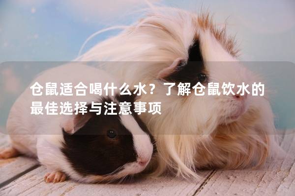 仓鼠适合喝什么水？了解仓鼠饮水的最佳选择与注意事项