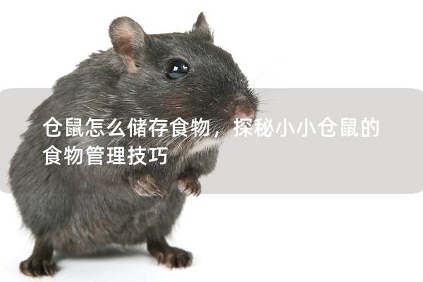 仓鼠怎么储存食物，探秘小小仓鼠的食物管理技巧
