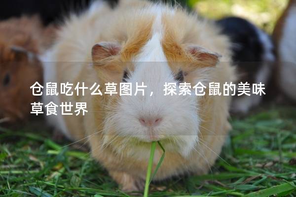 仓鼠吃什么草图片，探索仓鼠的美味草食世界