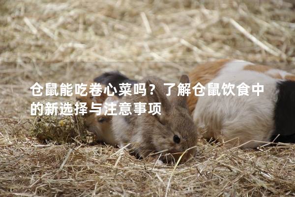 仓鼠能吃卷心菜吗？了解仓鼠饮食中的新选择与注意事项