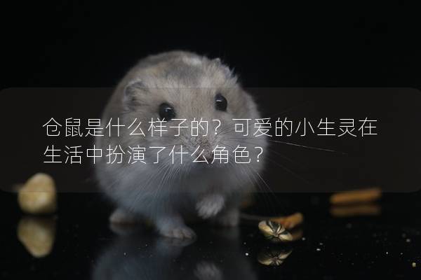 仓鼠是什么样子的？可爱的小生灵在生活中扮演了什么角色？