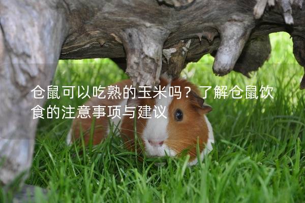 仓鼠可以吃熟的玉米吗？了解仓鼠饮食的注意事项与建议