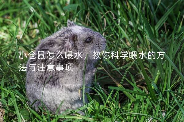 小仓鼠怎么喂水，教你科学喂水的方法与注意事项