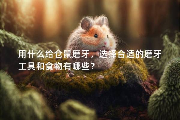 用什么给仓鼠磨牙，选择合适的磨牙工具和食物有哪些？