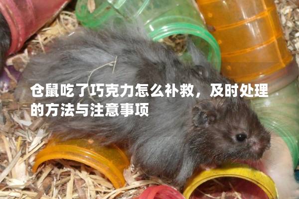 仓鼠吃了巧克力怎么补救，及时处理的方法与注意事项
