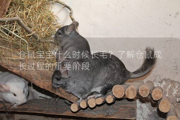 仓鼠宝宝什么时候长毛？了解仓鼠成长过程的重要阶段