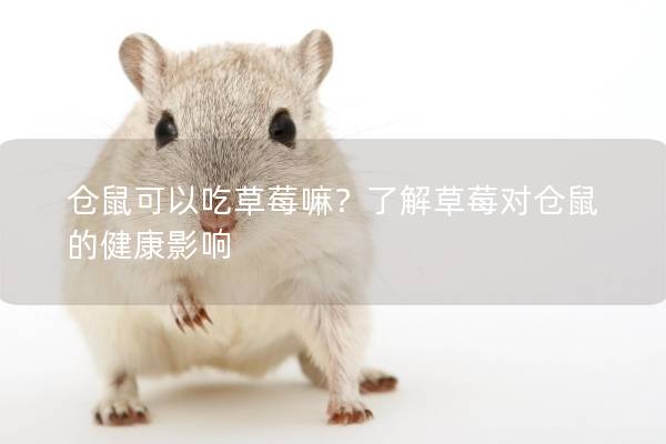 仓鼠可以吃草莓嘛？了解草莓对仓鼠的健康影响