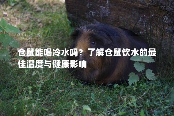 仓鼠能喝冷水吗？了解仓鼠饮水的最佳温度与健康影响