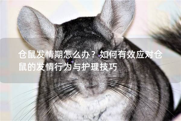 仓鼠发情期怎么办？如何有效应对仓鼠的发情行为与护理技巧