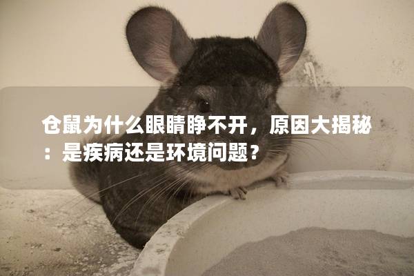 仓鼠为什么眼睛睁不开，原因大揭秘：是疾病还是环境问题？