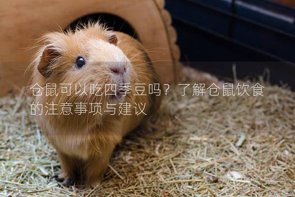 仓鼠可以吃四季豆吗？了解仓鼠饮食的注意事项与建议