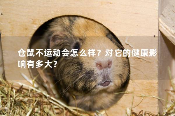 仓鼠不运动会怎么样？对它的健康影响有多大？