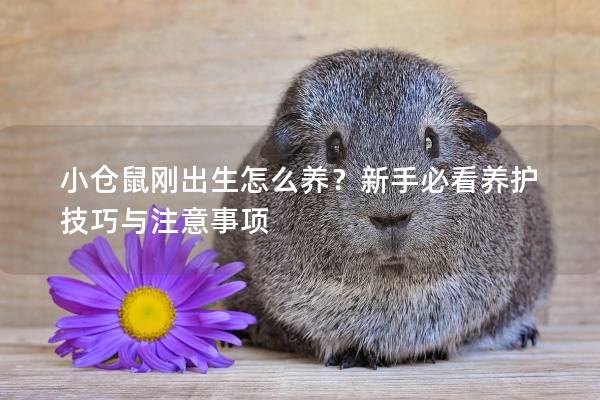 小仓鼠刚出生怎么养？新手必看养护技巧与注意事项