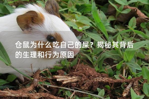 仓鼠为什么吃自己的屎？揭秘其背后的生理和行为原因