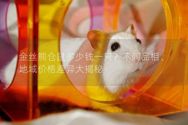 金丝熊仓鼠多少钱一只？不同品相、地域价格差异大揭秘