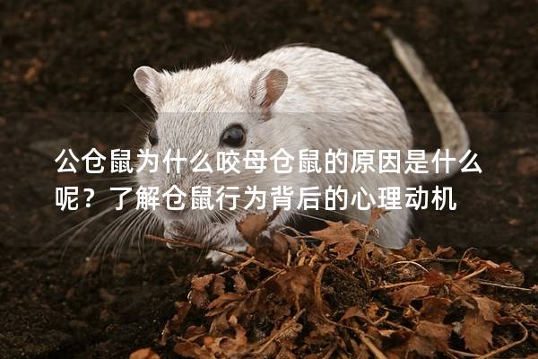 公仓鼠为什么咬母仓鼠的原因是什么呢？了解仓鼠行为背后的心理动机