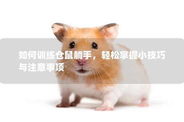 如何训练仓鼠躺手，轻松掌握小技巧与注意事项