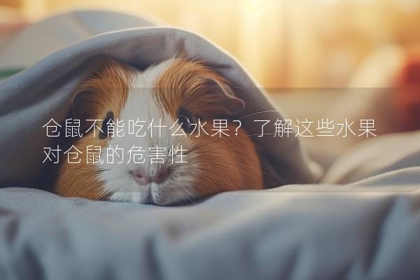 仓鼠不能吃什么水果？了解这些水果对仓鼠的危害性