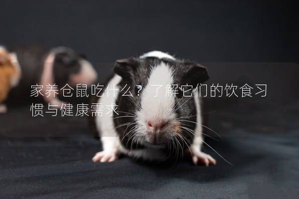 家养仓鼠吃什么？了解它们的饮食习惯与健康需求