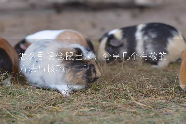 怎么引诱仓鼠出来，分享几个有效的方法与技巧