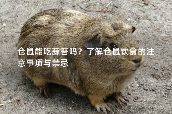 仓鼠能吃蒜苔吗？了解仓鼠饮食的注意事项与禁忌