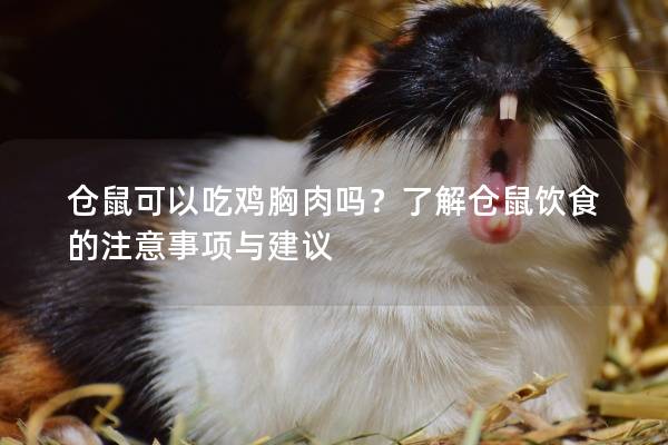 仓鼠可以吃鸡胸肉吗？了解仓鼠饮食的注意事项与建议