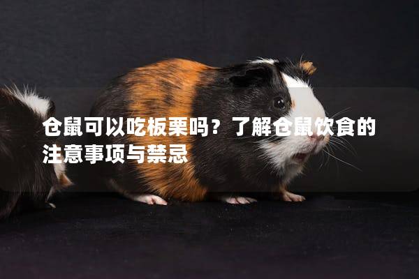 仓鼠可以吃板栗吗？了解仓鼠饮食的注意事项与禁忌
