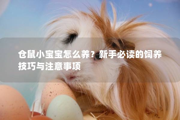 仓鼠小宝宝怎么养？新手必读的饲养技巧与注意事项