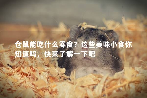 仓鼠能吃什么零食？这些美味小食你知道吗，快来了解一下吧