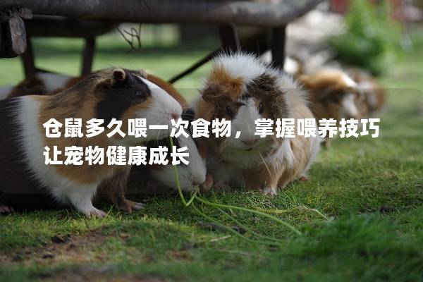 仓鼠多久喂一次食物，掌握喂养技巧让宠物健康成长