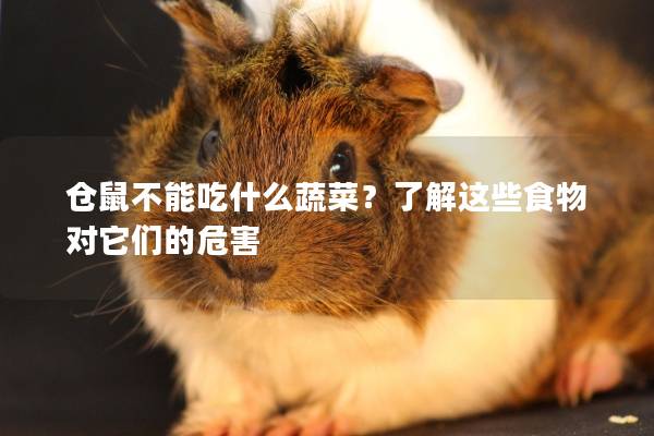 仓鼠不能吃什么蔬菜？了解这些食物对它们的危害