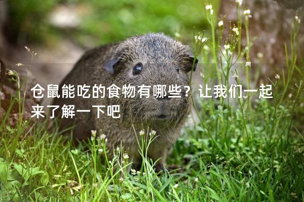 仓鼠能吃的食物有哪些？让我们一起来了解一下吧