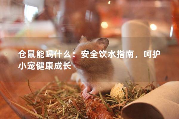 仓鼠能喝什么：安全饮水指南，呵护小宠健康成长