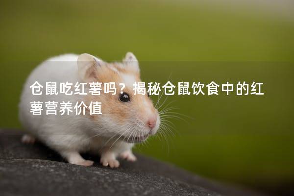仓鼠吃红薯吗？揭秘仓鼠饮食中的红薯营养价值