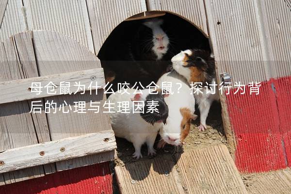 母仓鼠为什么咬公仓鼠？探讨行为背后的心理与生理因素