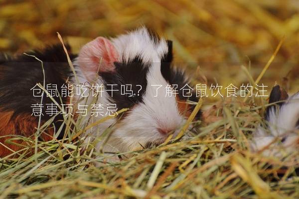 仓鼠能吃饼干吗？了解仓鼠饮食的注意事项与禁忌
