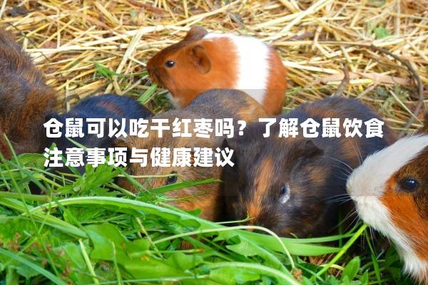 仓鼠可以吃干红枣吗？了解仓鼠饮食注意事项与健康建议