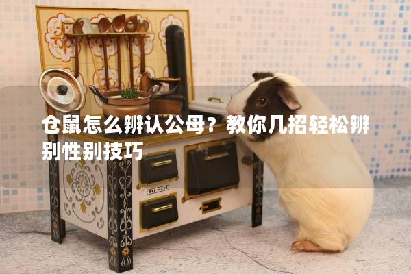 仓鼠怎么辨认公母？教你几招轻松辨别性别技巧