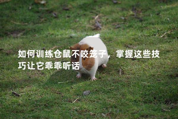 如何训练仓鼠不咬笼子，掌握这些技巧让它乖乖听话